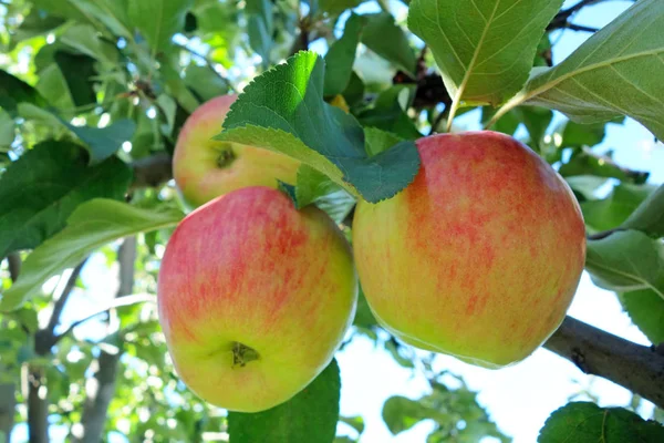 Drei Äpfel auf einem Zweig — Stockfoto